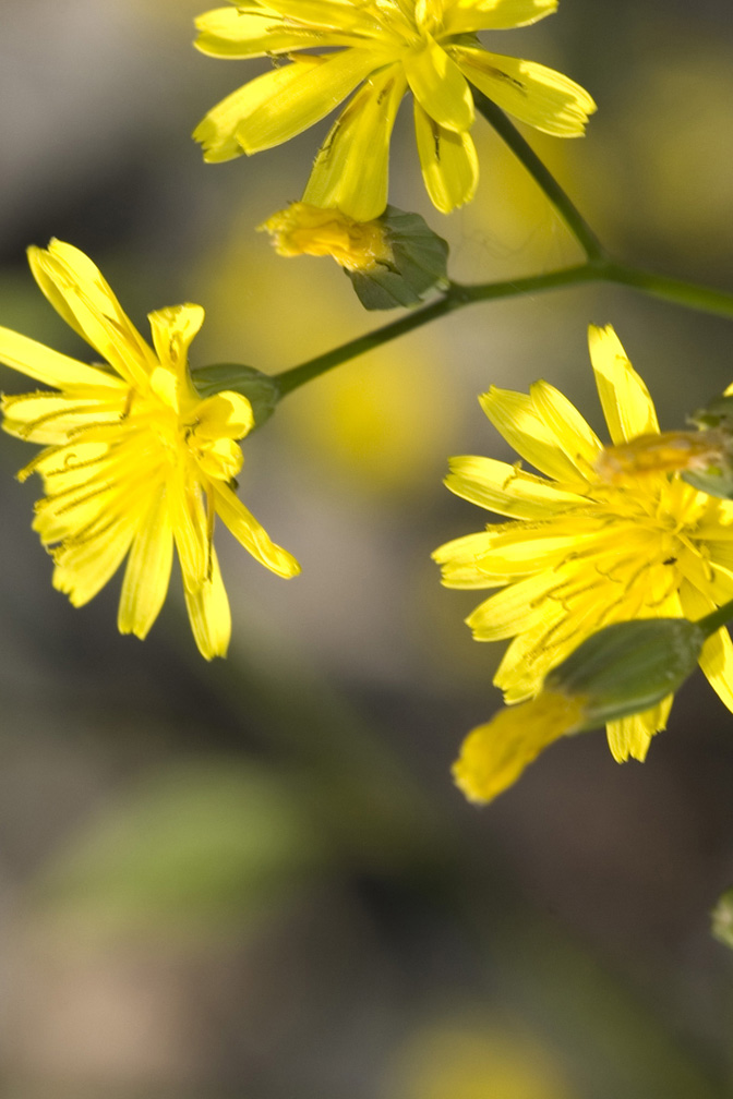 Lapsana communis / Lassana comune